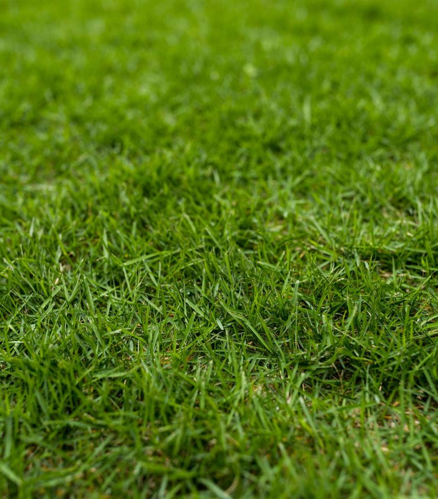 green-lawn-on-ground-PT9KCVE.jpg